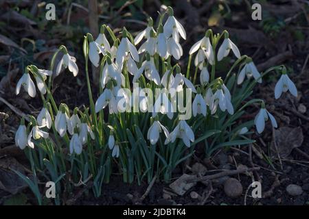 Fiori bianchi di gocce di neve (Galanthus nivalis) di ritorno illuminato dalla luce del sole sotto ombra pesante in fine inverno, Berkshire, febbraio Foto Stock