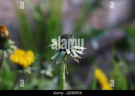 Germoglio di dente di leone chiuso su sfondo verde sfocato Foto Stock