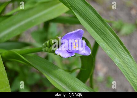 Bella luce cyan fiori tradescantia (latino: Tradescantia occidentalis) in giardino, primo piano. Pianta Tradescantia assorbire la polvere e purificare l'aria. Soft f Foto Stock