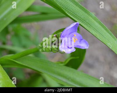 Bella luce cyan fiori tradescantia (latino: Tradescantia occidentalis) in giardino, primo piano. Pianta Tradescantia assorbire la polvere e purificare l'aria. Soft f Foto Stock