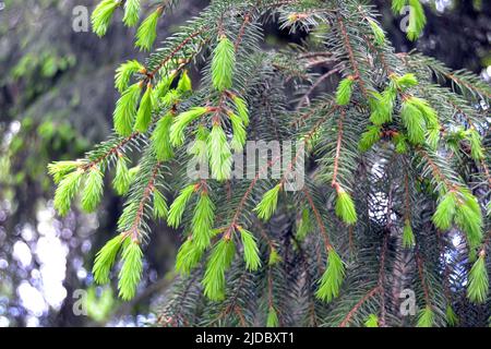 Primo piano vista di rami di abete rosso (Picea abies) umido della Norvegia con germogli giovani durante la primavera . Sfondo naturale, fuoco selettivo Foto Stock