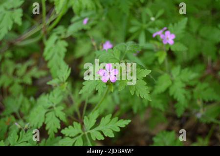 Fiore di legno cranesbill o geranio silvatico con fondo sfocato macro, fuoco selettivo, poco profondo DOF Foto Stock