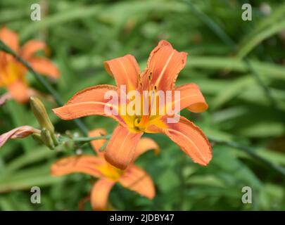 Giardino di primavera con bella fioritura di daylilies arancio fioritura. Foto Stock