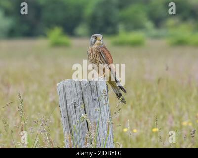 Kestrel maschio su vecchio palo di recinzione in un campo. Falco tinnunculus Foto Stock