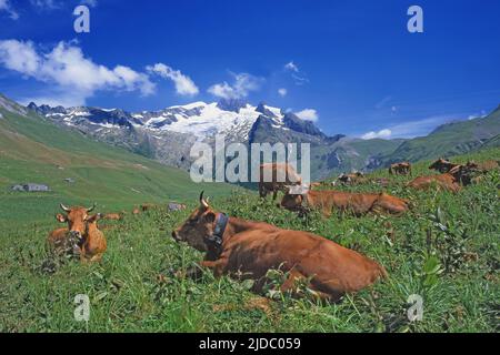 Francia, Savoia Séez Haute-Tarentaise, massiccio di Beaufortain, Tarentaise razza mucche su uno sfondo nevoso montagna Foto Stock