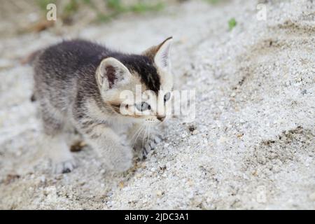 Gattino gatto tabby camminando nel giardino Foto Stock