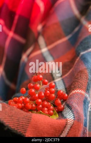 Mani che tiene il ribes rosso in poncho rosso colorato. Autunno inverno concetto. Colori alla moda Foto Stock