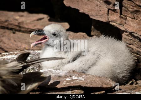 Un giovane pulcino di fulmar sedette su un bordo roccioso della scogliera con il becco aperto Foto Stock