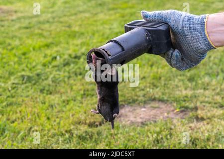 Talpa in una trappola nelle mani di un giardiniere sullo sfondo di un prato Foto Stock