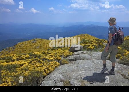 Francia, Gard Génolhac, paesaggio fiorito del Mont Lozère, escursionista, Parc des Cévennes, Foto Stock