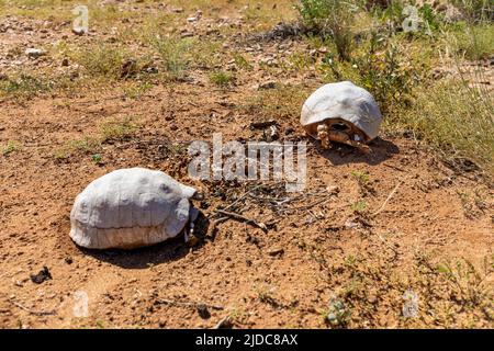 Fuoco selettivo su una tartaruga morta due in un'area desertica. La tartaruga sullo sfondo a destra è a fuoco. Le conchiglie sono bianche a causa dell'esposizione Foto Stock