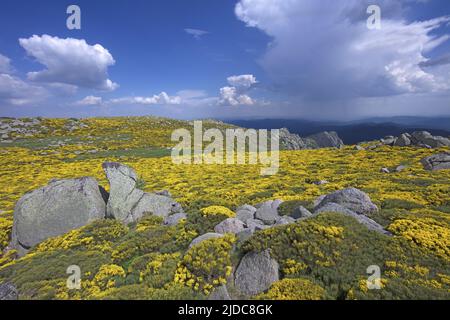 Francia, Lozere Vialas, paesaggio fiorito del Mont Lozère, le rocce di Trenze, Parc des Cévennes, Foto Stock