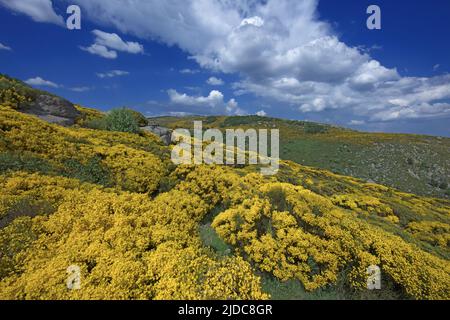 Francia, Lozere Vialas, paesaggio fiorito del Mont Lozère, le rocce di Trenze, Parc des Cévennes, Foto Stock