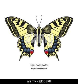 Tiger swallowtail farfalla, Papilio machaon, illustrazione vettoriale. Illustrazione Vettoriale