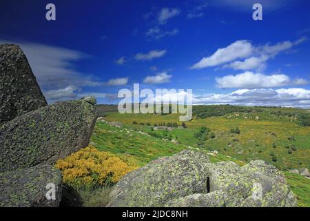 Francia, Lozere Vialas, paesaggio fiorito del Mont Lozère, le rocce di Trenze, Parc des Cévennes, Foto Stock