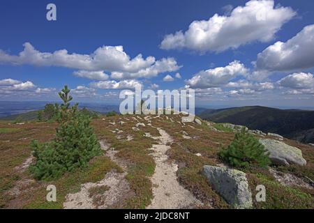 Francia, Gard Génolhac, Mont Lozere, roccia dell'Aquila, paesaggio fiorito Foto Stock