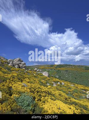 Francia, Lozere Vialas, paesaggio fiorito del Mont Lozère, le rocce di Trenze, Parc des Cévennes, Foto Stock