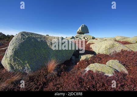 Francia, Gard Genolhac, Mont Lozere, Pic Cassini, paesaggio fiorito di erica, caos roccioso Foto Stock
