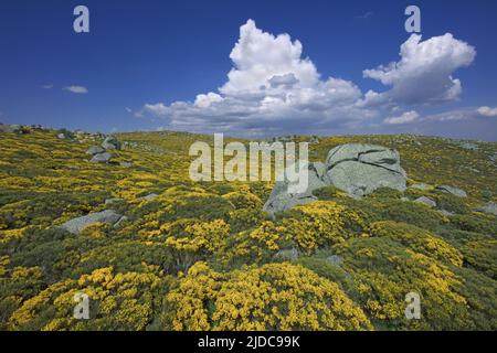 Francia, Lozere Vialas, paesaggio fiorito del Mont Lozère, le rocce di Trenze, Parc des Cévennes, Foto Stock