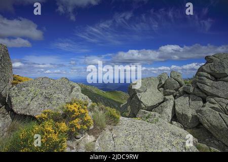 Francia, Lozere Vialas, paesaggio fiorito del Mont Lozère, le rocce di Trenze, Parc des Cévennes, Foto Stock