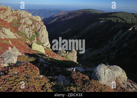 Francia, Gard Génolhac, Mont Lozere, roccia dell'Aquila, paesaggio fiorito Foto Stock