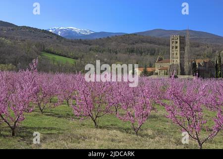 Francia, Pirenei Orientali Saint-Michel de Cuxa abbazia, il Canigou e frutteti in fiore Foto Stock