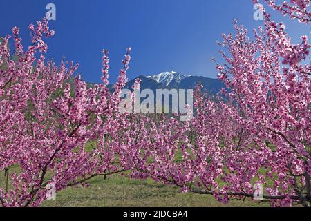 Francia, Pyrénées-Orientales Massif du Canigou, frutteto di albicocche in fiore Foto Stock