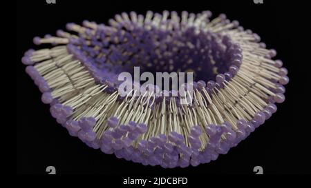 3D rendering dell'anatomia delle cellule biplayer lipidiche - 3D rendering Foto Stock