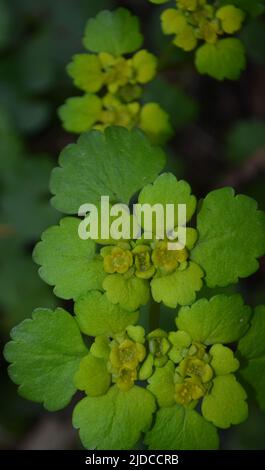 Falso Anemone o Isopyrum talictroides, anemone bianco come fioritura primaverile pianta europea che abita boschi, famiglia Ranunculaceae Foto Stock