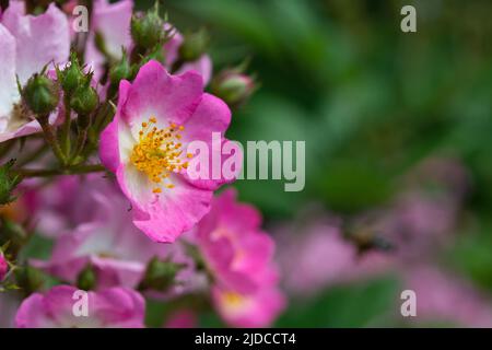 Cane-rosa su sfondo verde a nuvoloso giorno di primavera dopo la pioggia, fuoco selettivo, profondità di campo poco profonda Foto Stock