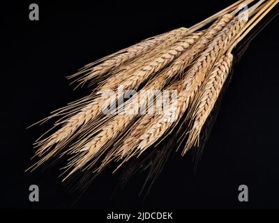 Mazzo di spighe secche di grano isolato su sfondo nero Foto Stock