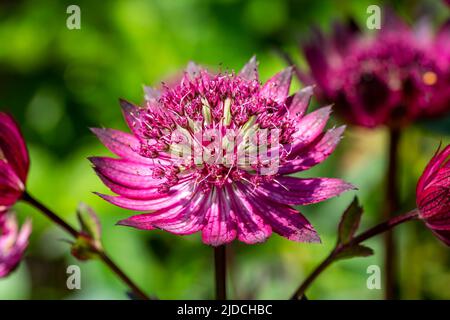 Astrantia Major Gill Richardson Group una pianta autunnale estiva fiorente con un fiore rosso cremisi estivo comunemente noto come grande masterwo nero Foto Stock