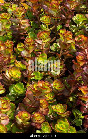 Sedum spurium un autunno estate caduta viola perenne fiore pianta comunemente noto come causian stonecrop, foto di scorta immagine Foto Stock