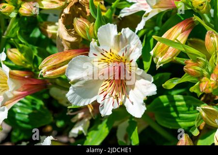 Alstroemeria 'Principessa Stephanie' una pianta estiva nana fiorita con un fiore giallo rosa estivo conosciuto anche come Alstroemeria 'Stapirag' e comune Foto Stock