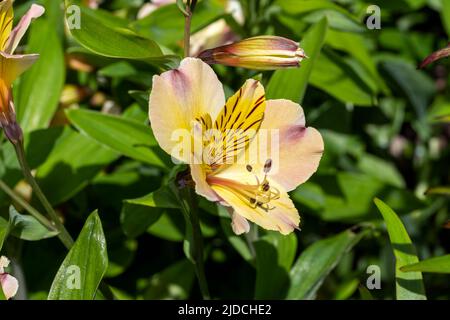 Alstroemeria 'amicizia' una pianta estiva fiorita con un fiore giallo rosa estivo e comunemente noto come giglio peruviano, foto di scorta Foto Stock