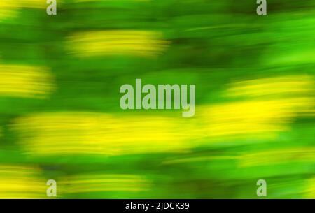 Trend o concetto di fiore con palline gialle e traccia su sfondo verde scuro. Bella composizione botanica. Messa a fuoco selettiva. Foto Stock