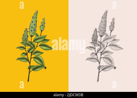 Semi di Chia. Pianta o erba. Salvia hispanica. Spezia o condimento o aromatizzazione o granulo o grano. Inciso a mano disegnato in vecchio schizzo e stile vintage. Illustrazione Vettoriale