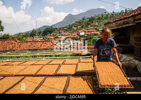 Un uomo dispone vassoi di tabacco che asciuga a Sumedang. La maggior parte dei residenti in questo villaggio lavora come coltivatori di tabacco, una professione che hanno trasmesso di generazione in generazione. Quando visiteremo questo villaggio, vedremo distese di tabacco che asciugano sotto il sole che riempie le strade del villaggio, tetti e terrazze di case. Questo villaggio è in grado di soddisfare la domanda di mercato da tutte le province indonesiane, tra cui West Java, Bali e Sumatra. Alcuni prodotti vengono persino esportati all'estero, in luoghi come il Pakistan, la Malaysia e la Turchia. Foto Stock