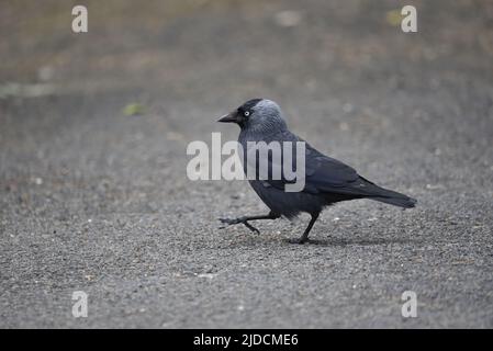 Primo piano immagine del profilo sinistro di un Jackdaw occidentale (Corvus monidula) camminando da destra a sinistra, con spazio di copia a sinistra, sul terreno di Tarmac nel Regno Unito nel mese di giugno Foto Stock