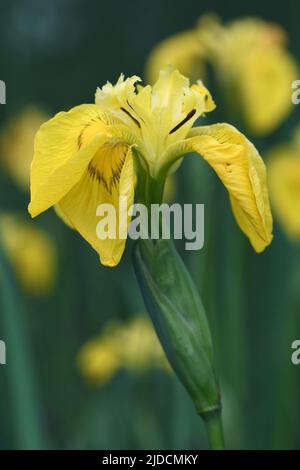 Macro immagine di Flag Iris crescente nelle paludi della Cornovaglia comune di Breney Foto Stock