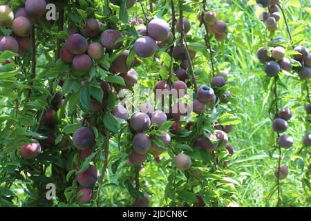 Prugne mature su ramo d'albero nel frutteto. Foto Stock