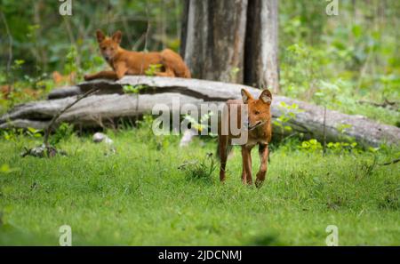 Indian Wild Dog o Dhole, Cuon alpine, Kabini Tiger Reserve, Parco Nazionale, Karnataka, India Foto Stock