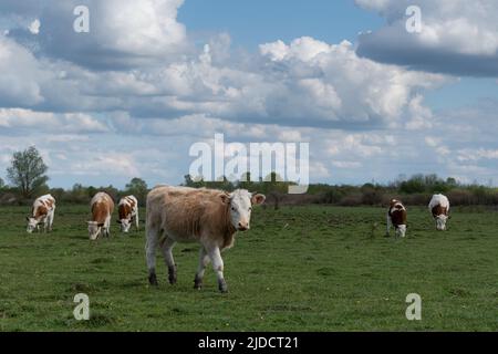 Giovane toro cammina in campo in giornata nuvolosa, allevamento di bestiame in gamma libera in primavera Foto Stock