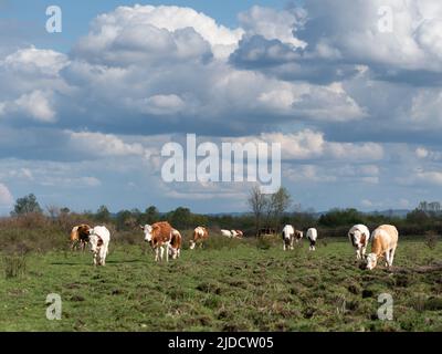 Mandria di mucche cammina in vista frontale pascolo in giorno nuvoloso, animale domestico in gamma libera in primavera con grandi nuvole di cumulo in cielo Foto Stock