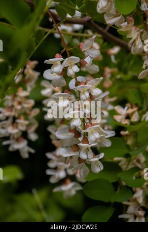 Primo piano di un fiore di una robinia, chiamato anche albero di locusta o Robinia pseudoacacia Foto Stock