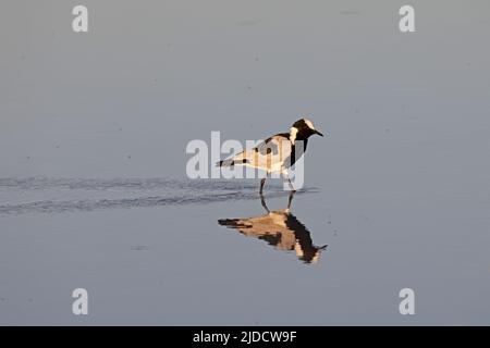 Lapwing fabbro in uno stagno in Savuiti Botswana Foto Stock