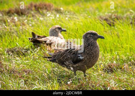 Due grandi skuas in erba Foto Stock