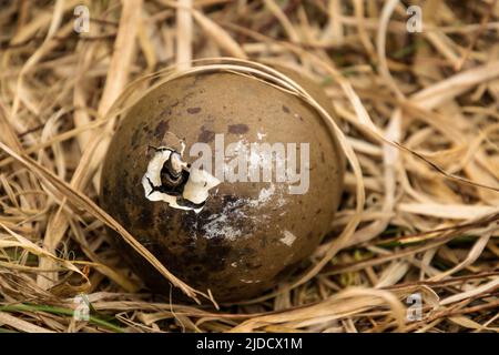 Un grande pulcino skua che cova da un uovo Foto Stock