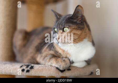 Bellissimo gatto tricolore domestico con occhi gialli (ambrati) si siede su una struttura di arrampicata gatto al chiuso e guarda via. Primo piano. Foto Stock