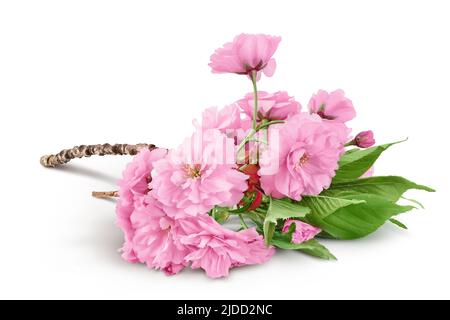 Sakura fiore ciliegio isolato su sfondo bianco con profondità di campo piena Foto Stock